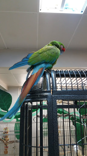 Bird Shop «Arizona Bird Store», reviews and photos, 565 S Dobson Rd, Mesa, AZ 85202, USA
