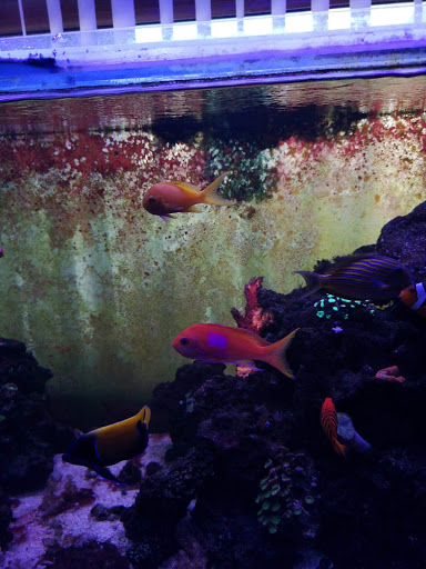 Tropical Fish Store «Ocean Aquarium», reviews and photos, 120 Cedar St, San Francisco, CA 94109, USA