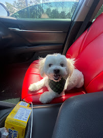 Pet Supplies Plus Hope Mills - Photo 9 - Car repair in Hope Mills, NC, Fayetteville