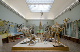Musée cantonal de zoologie - Lausanne