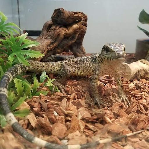 Pet Store «Friendly Pets», reviews and photos, 625 Friendly Center Rd, Greensboro, NC 27408, USA