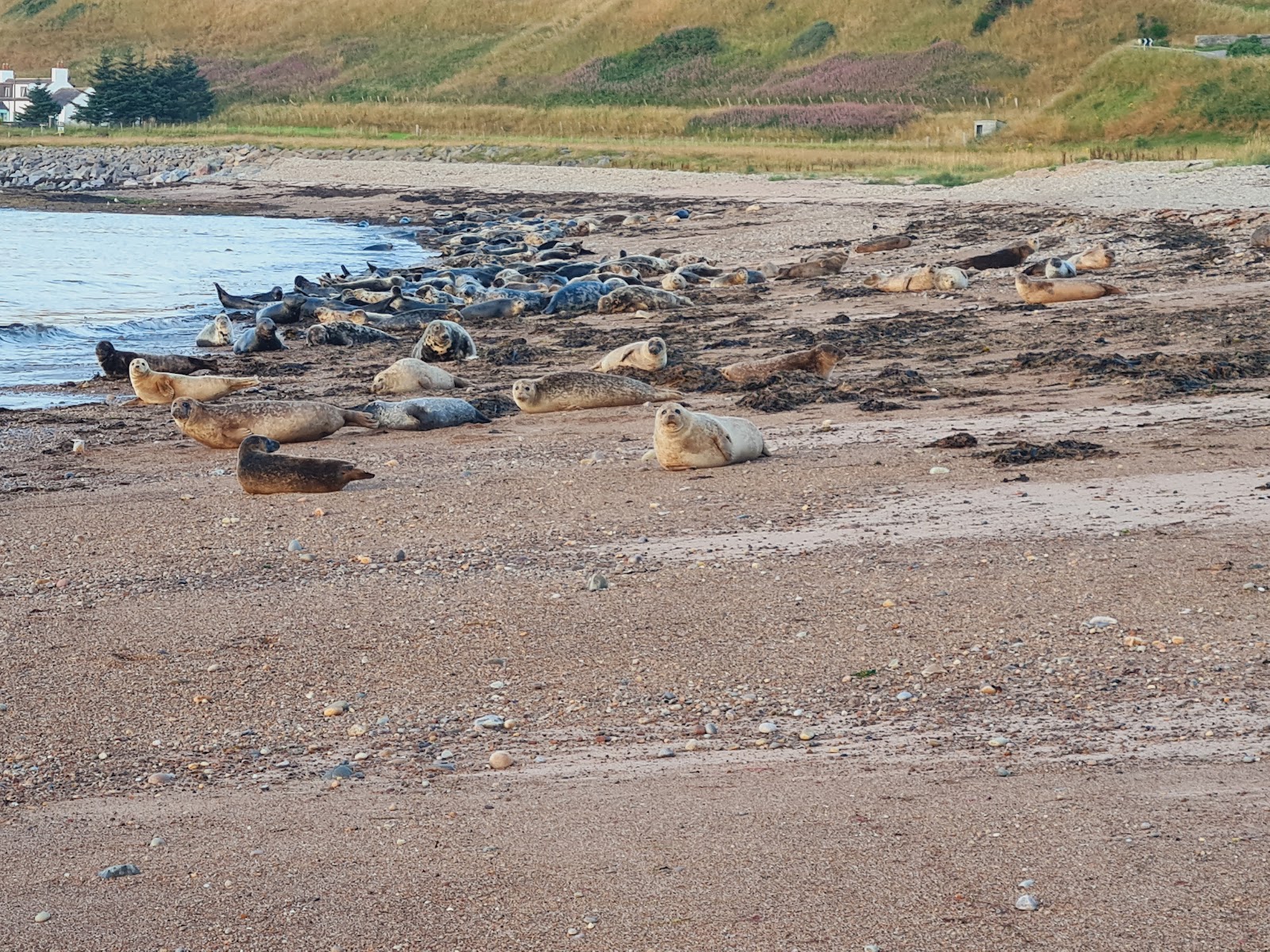 Foto av Portgordon Beach med hög nivå av renlighet