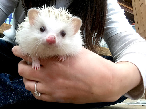 Farm «Wild Hearts Zoo - African Farm and Petting Zoo», reviews and photos, 8079 Salem Rd, Lewisburg, OH 45338, USA