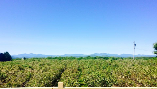 Winery «Charlotte Village Winery», reviews and photos, 3968 Greenbush Rd, Charlotte, VT 05445, USA