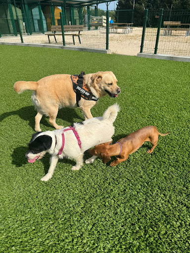 Pensioni per cani e dog hotel a DOGGY HOMss