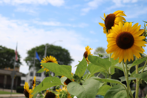 Health Food Store «Willimantic Food Co-Op», reviews and photos, 91 Valley St, Willimantic, CT 06226, USA