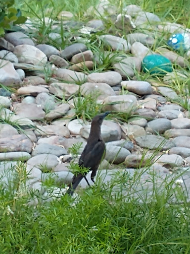 Social Services Organization «The Shade Tree», reviews and photos