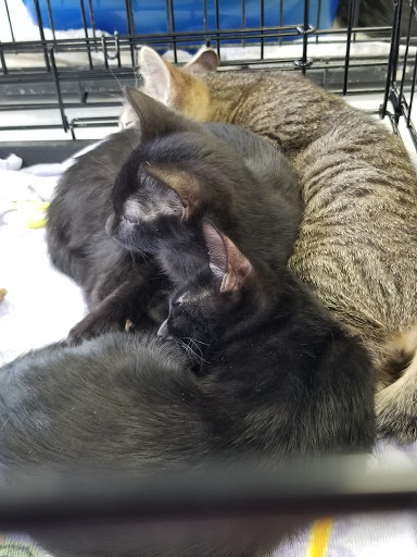 Pet Supply Store «At Your Services Pet Supplies», reviews and photos, 55 S Valle Verde Dr #300, Henderson, NV 89012, USA