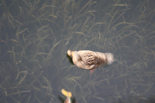 Golf Club «Marriott Golf Academy», reviews and photos, 12001 Ave Verde, Orlando, FL 32821, USA