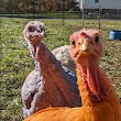 Gozzi's Turkey Farms