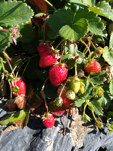 Produce Market «Berry Patch Farms», reviews and photos, 13785 Potomac St, Brighton, CO 80601, USA