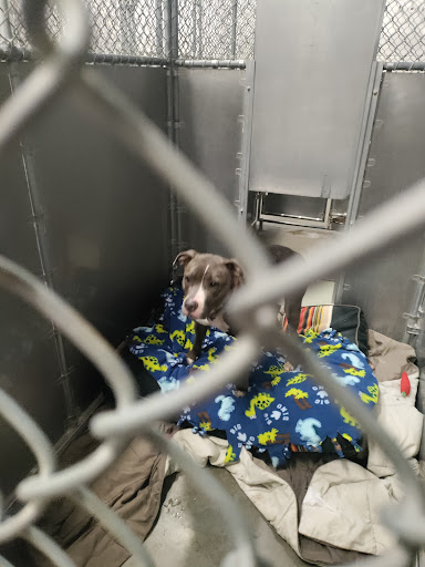 Animal Protection Organization «Humane Society-Black Hills», reviews and photos