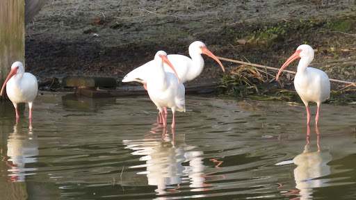 Tourist Attraction «Premier Boat Tours», reviews and photos, 100 Alexander St, Mt Dora, FL 32757, USA