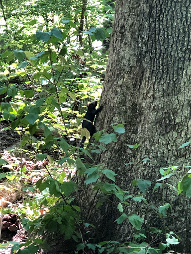 Nature Preserve «Hidden Oaks Nature Center», reviews and photos, 7701 Royce St, Annandale, VA 22003, USA