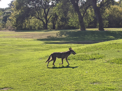 Golf Course «Campus Commons Golf Course», reviews and photos, 2 Cadillac Dr, Sacramento, CA 95825, USA