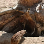 Photo n° 6 de l'avis de Luc.A fait le 01/08/2020 à 03:57 pour Domaine des Fauves à Les Abrets en Dauphiné