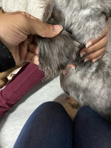 Pet Groomer «Pet Salon», reviews and photos, 8338 S Stony Island Ave, Chicago, IL 60619, USA