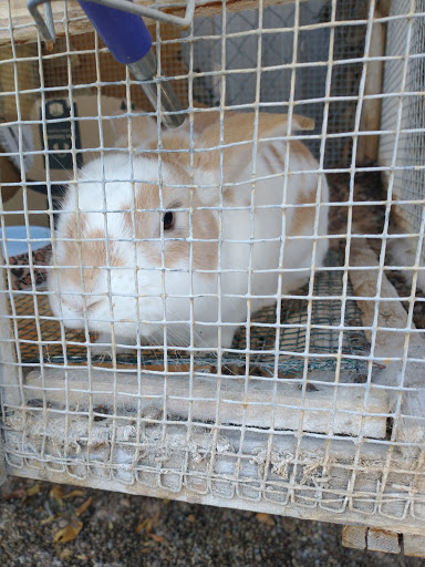 Zoo «Jr Pony Parties», reviews and photos, 1744 N Leonard Ln, Las Vegas, NV 89108, USA