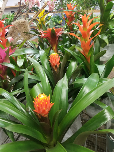 Florist «Sieck-Wright Floral Products», reviews and photos, 231 Monmouth St, Hightstown, NJ 08520, USA