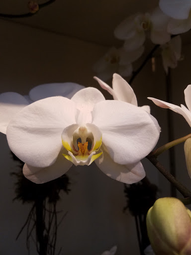 Florist «Scarsdale Flower Boutique», reviews and photos, 7 Harwood Ct, Scarsdale, NY 10583, USA