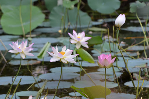 Water Park «Crystal Springs Family Waterpark», reviews and photos, 380 Dunhams Corner Rd, East Brunswick, NJ 08816, USA