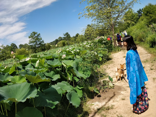 National Park «Kenilworth Park», reviews and photos, 1505 Ancostia Ave NE, Washington, DC 20019, USA