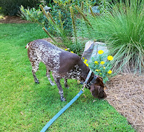 Queen City Pet Sitting - Photo 2 - Car repair in Charlotte, NC, Charlotte