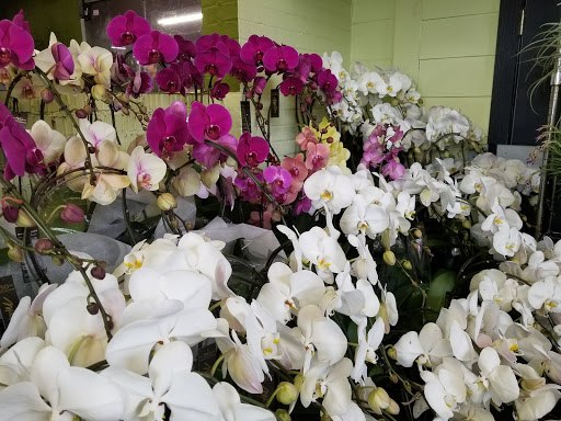 Florist «Austin Flower Co», reviews and photos, 1612 W 35th St, Austin, TX 78703, USA