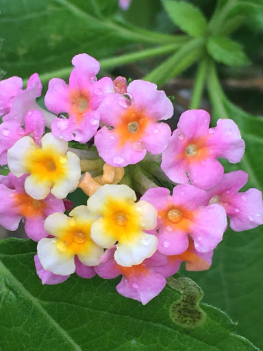 Park «McAllister Park», reviews and photos, 13102 Jones Maltsberger Rd, San Antonio, TX 78247, USA