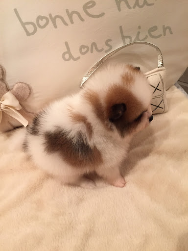 Pet Supply Store «Woof Woof Puppies & Boutique», reviews and photos, 29555 Northwestern Hwy, Southfield, MI 48034, USA