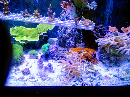 Pet Store «Exotic Fish», reviews and photos, 406 Northside Dr # F, Valdosta, GA 31602, USA