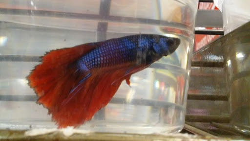 Pet Supply Store «Petco Animal Supplies», reviews and photos, 1951 N Military Trl c, West Palm Beach, FL 33409, USA