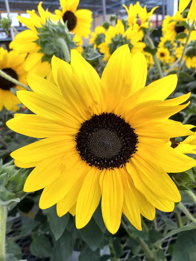 Home Improvement Store «The Home Depot», reviews and photos, 12322 Washington Blvd, Whittier, CA 90606, USA