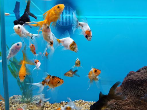 Pet Supply Store «Petco Animal Supplies», reviews and photos, 187 Stonebrook Pl, Jackson, TN 38305, USA