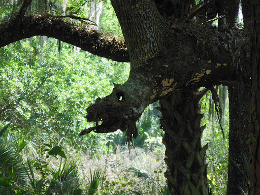 Nature Preserve «Marshall Hampton Reserve», reviews and photos, 3115 Thornhill Rd, Winter Haven, FL 33880, USA