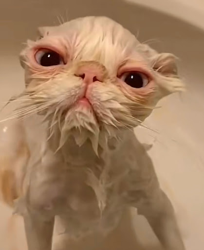 Pet Groomer «Edgewood Pet Center», reviews and photos, 3236 State Rd, Ashtabula, OH 44004, USA