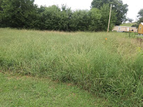 Brandon Bays Lawn & Tree Experts - Photo 4 - Car repair in Kingsport, TN, Kingsport