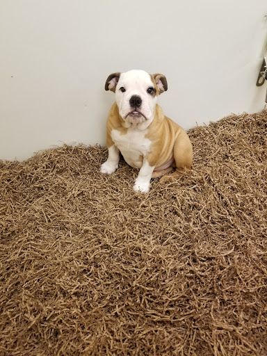 Dog Breeder «Playful Pets», reviews and photos, 115 Ridge Pike, Conshohocken, PA 19428, USA