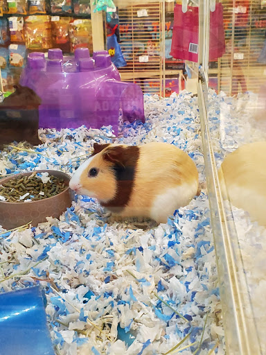 Pet Supply Store «PetSmart», reviews and photos, 215 N Burkhardt Rd, Evansville, IN 47715, USA