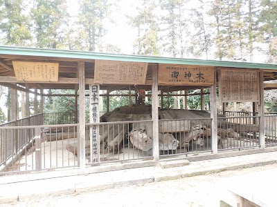 御神木「大杉」切株