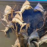 Photo n°13 de l'avis de susan.o fait le 12/10/2019 à 18:36 sur le  Ristorante Pizzeria Da Rino à Pisa