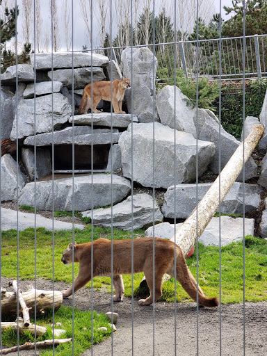 Zoo «Cougar Mountain Zoo», reviews and photos, 19525 SE 54th St, Issaquah, WA 98027, USA