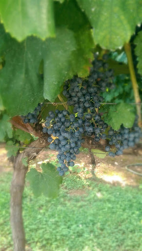 Winery «Boutier Winery & Events», reviews and photos, 4506 Hudson River Church Rd, Danielsville, GA 30633, USA