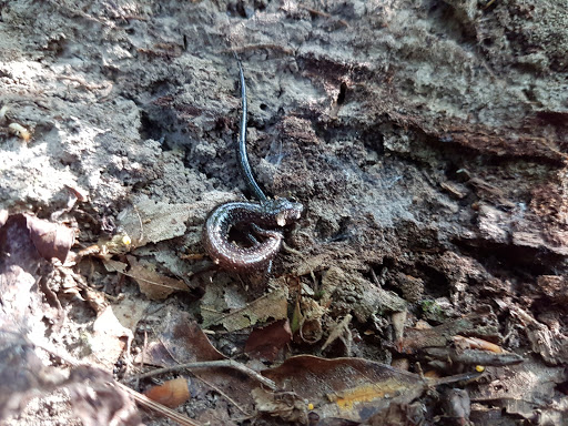 Park «Bechtel Park», reviews and photos, Naamans Rd, Claymont, DE 19703, USA