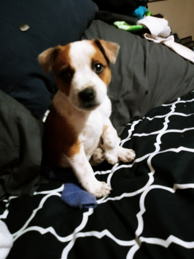 Pet Supply Store «PetSmart», reviews and photos, 1417 W Interstate 240 Service Rd, Oklahoma City, OK 73159, USA