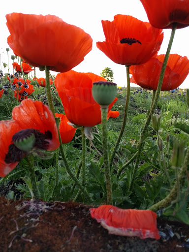 Winery «English Estate Winery», reviews and photos, 17806 SE 1st St, Vancouver, WA 98684, USA