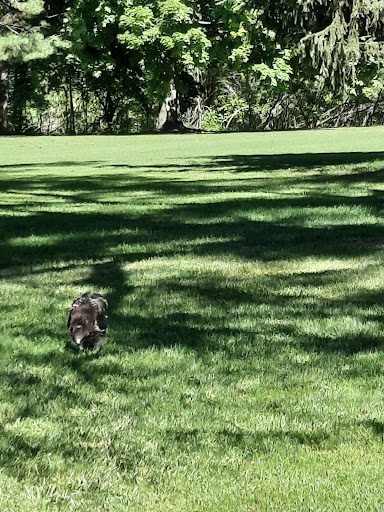 Public Golf Course «St Joe Valley Golf Club», reviews and photos, 24953 M-86, Sturgis, MI 49091, USA