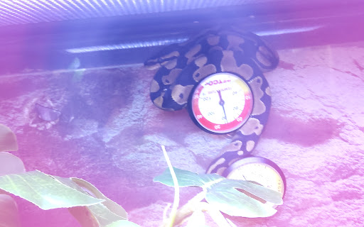 Pet Supply Store «Petco Animal Supplies», reviews and photos, 1694 Boston Rd, Springfield, MA 01129, USA