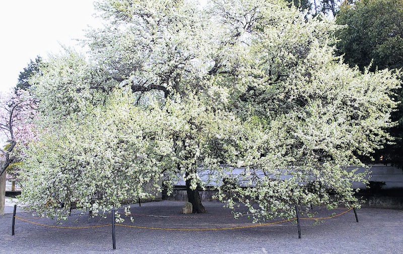 鳥取神社イヌナシの木