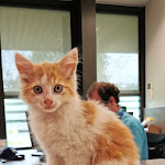 Photo n° 2 de l'avis de Randy. fait le 29/06/2021 à 07:21 pour Clinique Vétérinaire de l'Orge à Avrainville